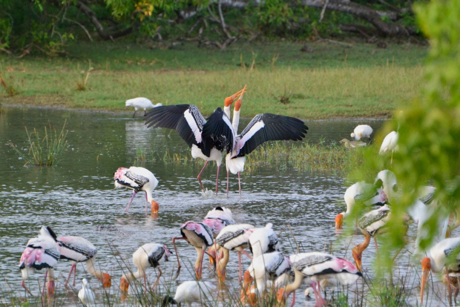 Kumana National Park: A Hidden Gem of Sri Lanka’s Wild South