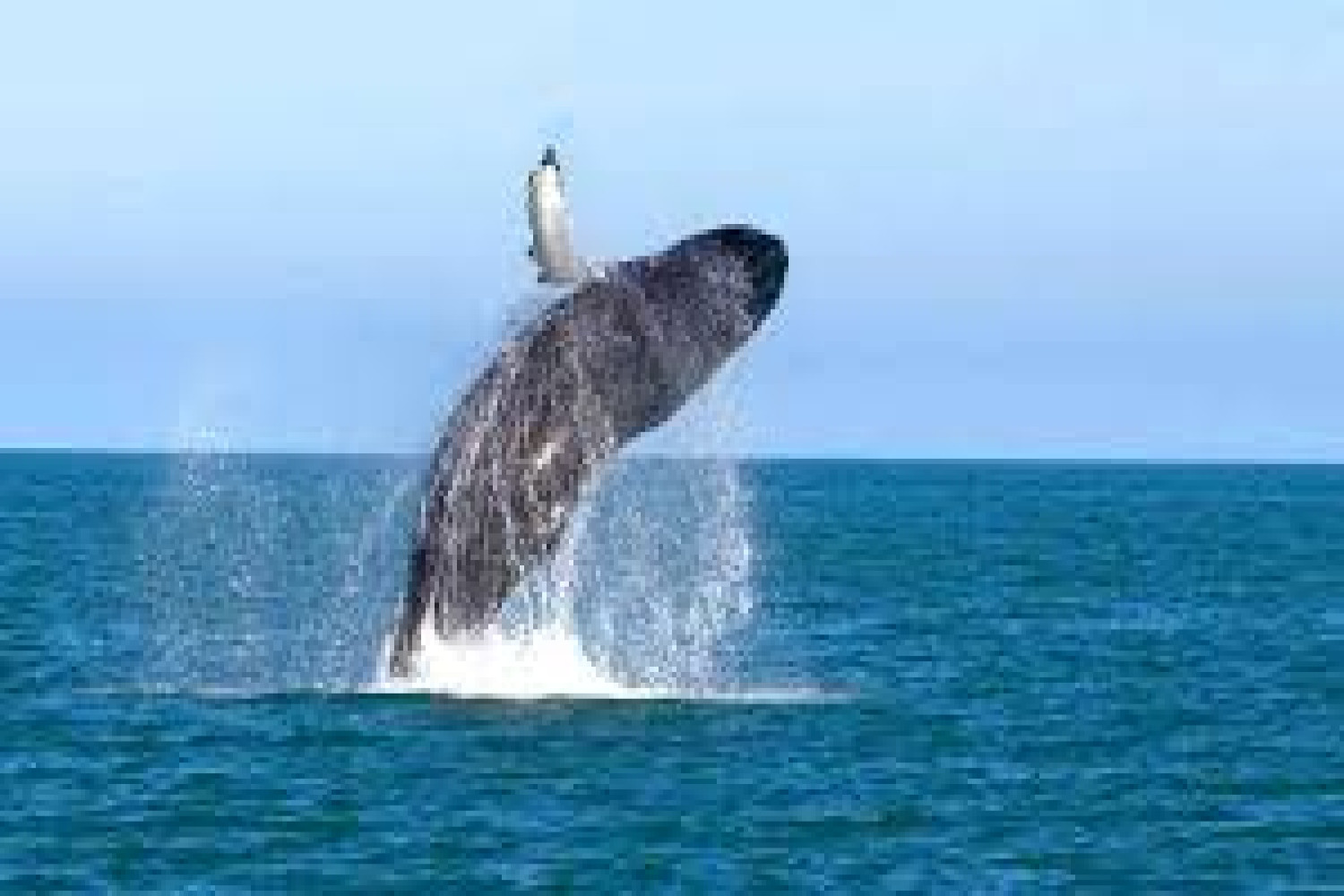 Day Plan - Whale Watching in Mirissa One-Day Excursion