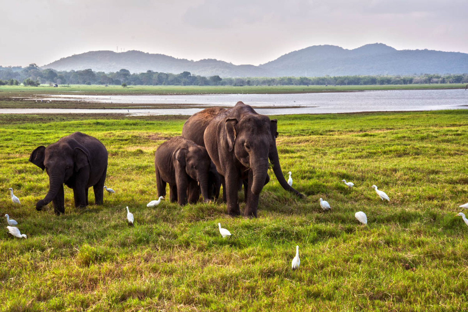 Yala National Park Safari